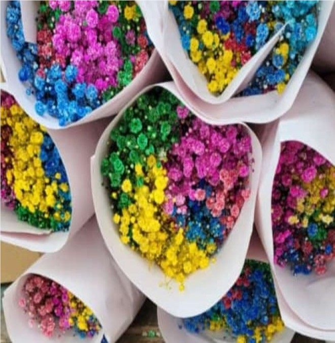 GYPSOPHILA