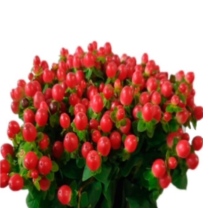 HYPERICUM