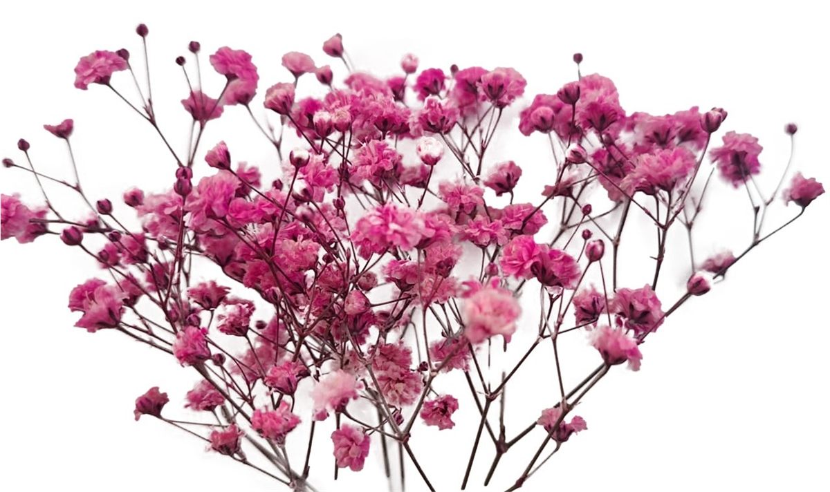 DARK PINK