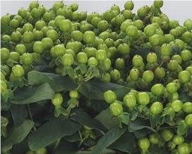 GREEN HYPERICUM