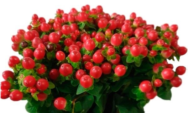 PEACH HYPERICUM