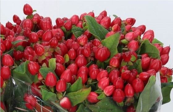 RED HYPERICUM