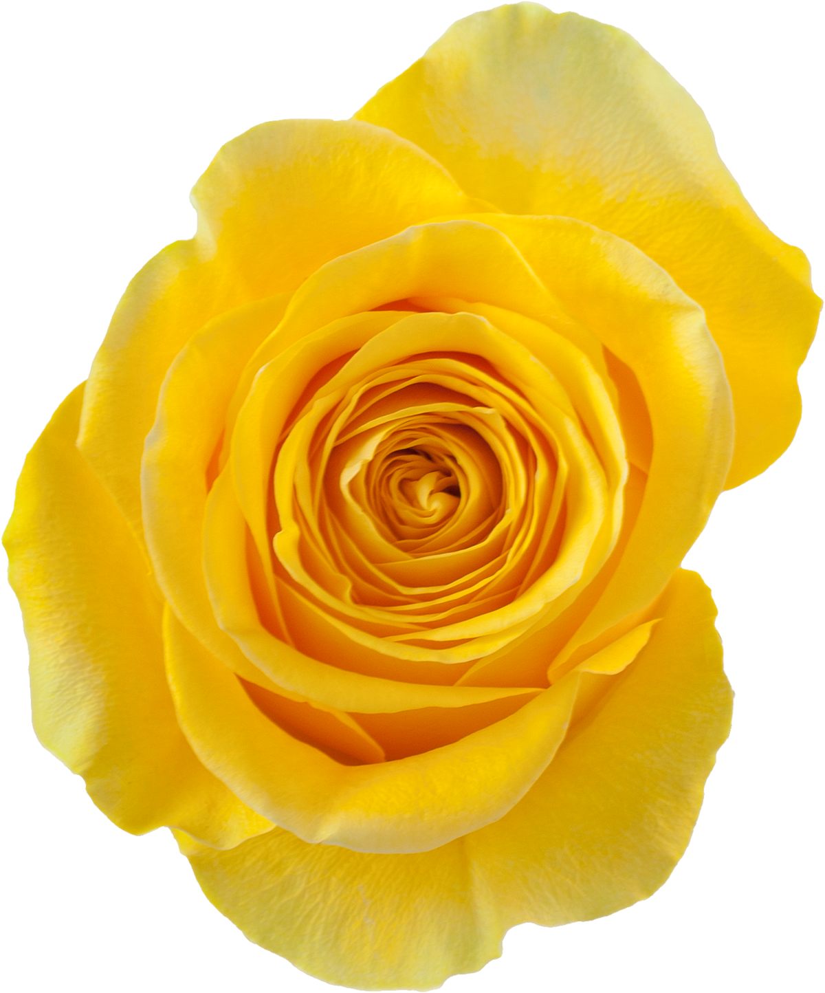BRIGHTON ROSE