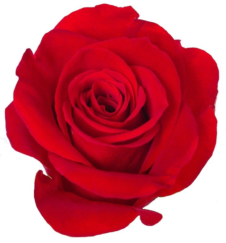 FREEDOM ROSE