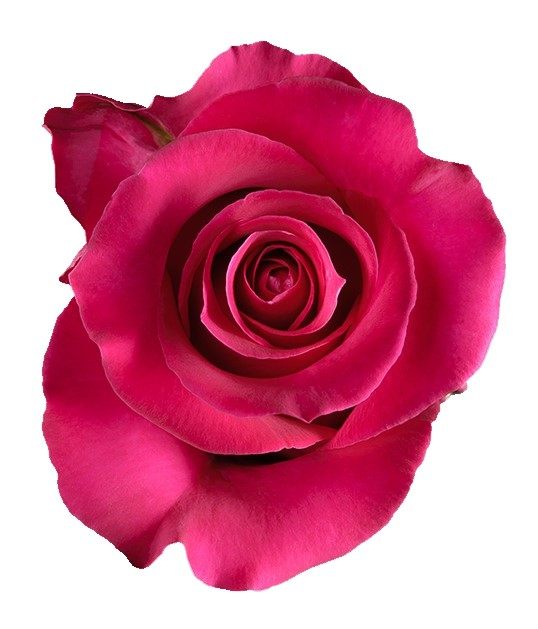 GOTCHA ROSE