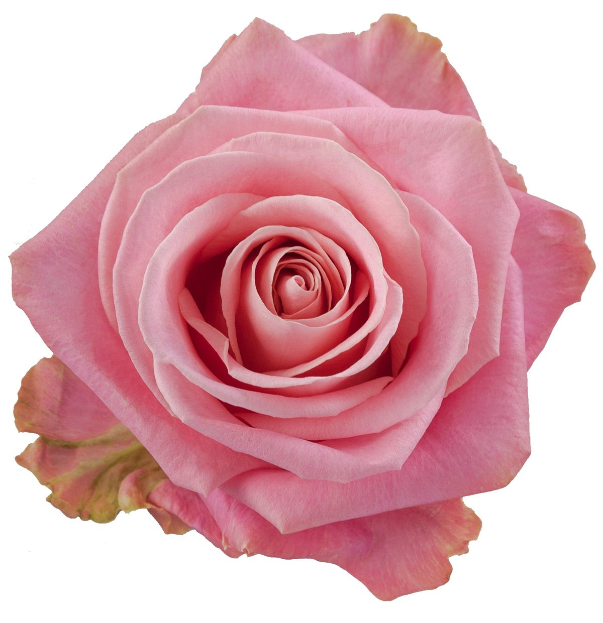 HERMOSA ROSE