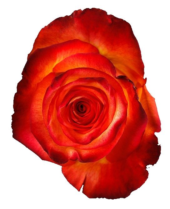 HIGH MAGIC ROSE