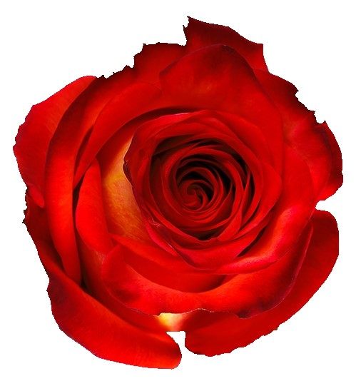 HIGH ORANGE MAGIC ROSE