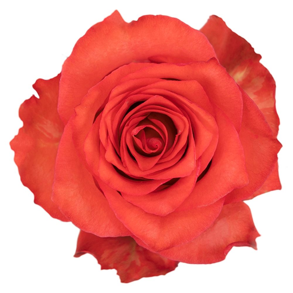 IGUANA ROSE