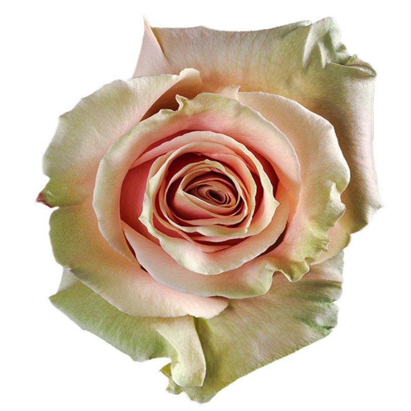 PINK MONDIAL ROSE