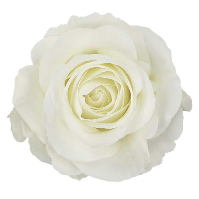 TIBET ROSE