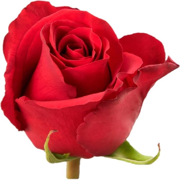 EXPLORER ROSE