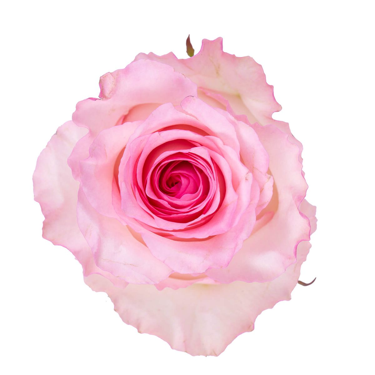 MANDALA ROSE