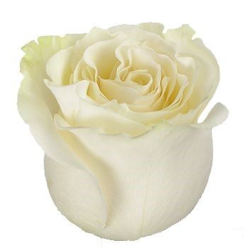MONDIAL ROSE
