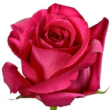 PINKFLOYD ROSE