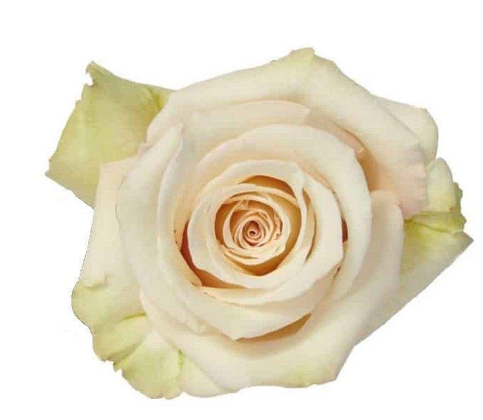 SAHARA ROSE