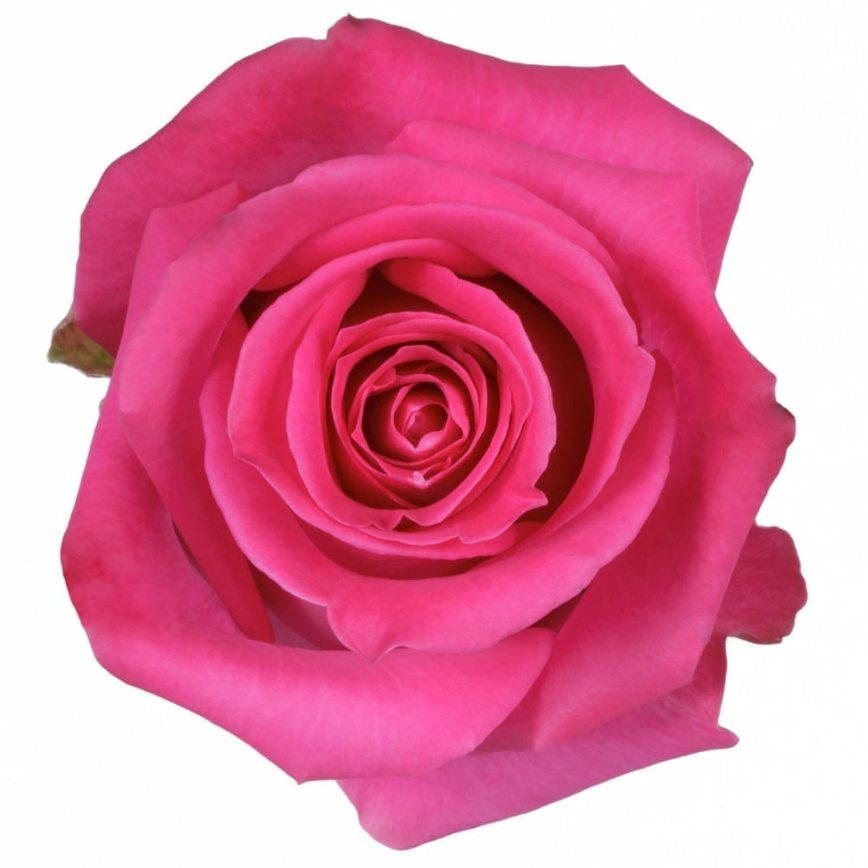 TOPAZ ROSE